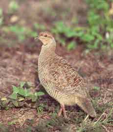 Grey Francolin